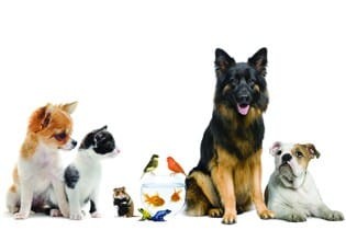 Dezinfekce pelíšků a příbytků pro psa a kočku, akvárií, terárií, ...